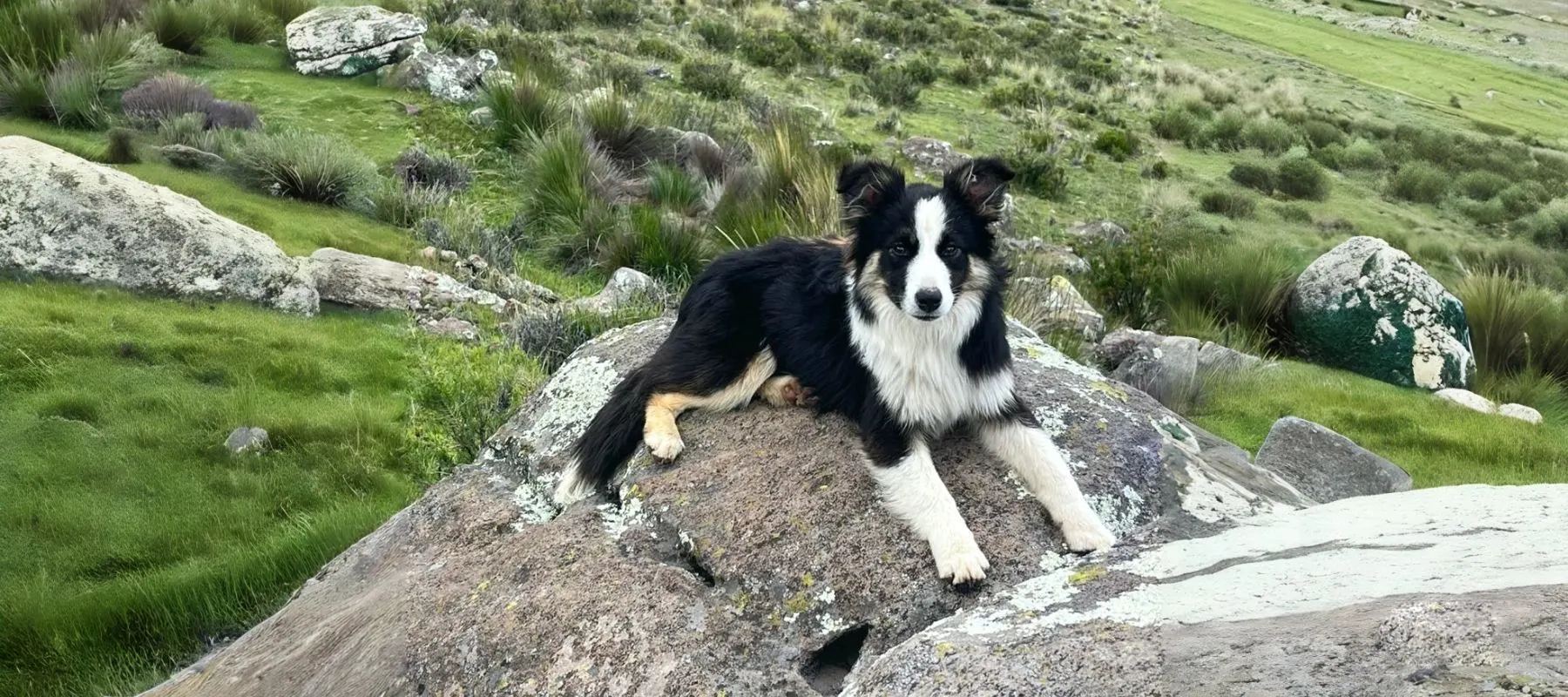 Esta hermosa cachorra border collie nacida en Perú
