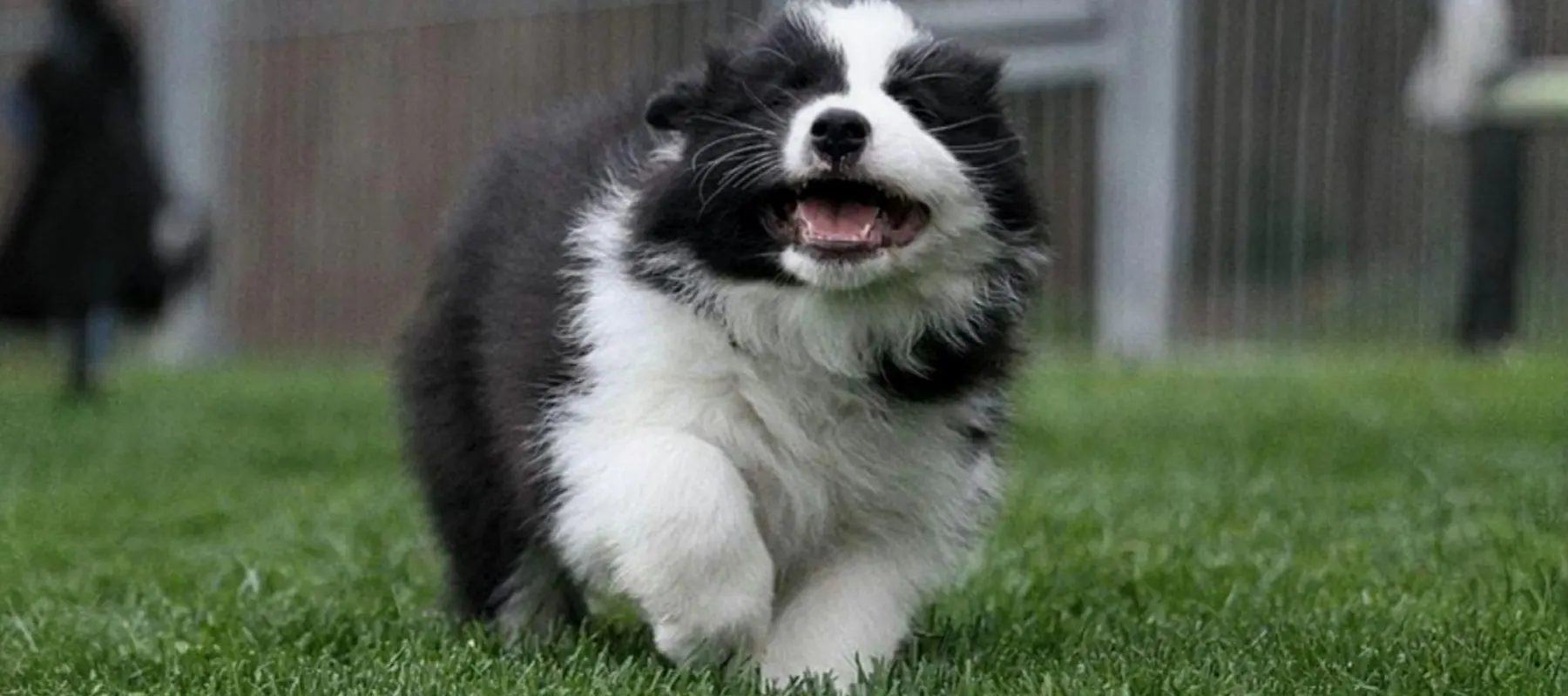 Cachorro Border Collie llamado Mr. Cisco importado de Alemania.