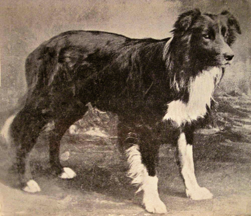 Old Hemp el primer border collie