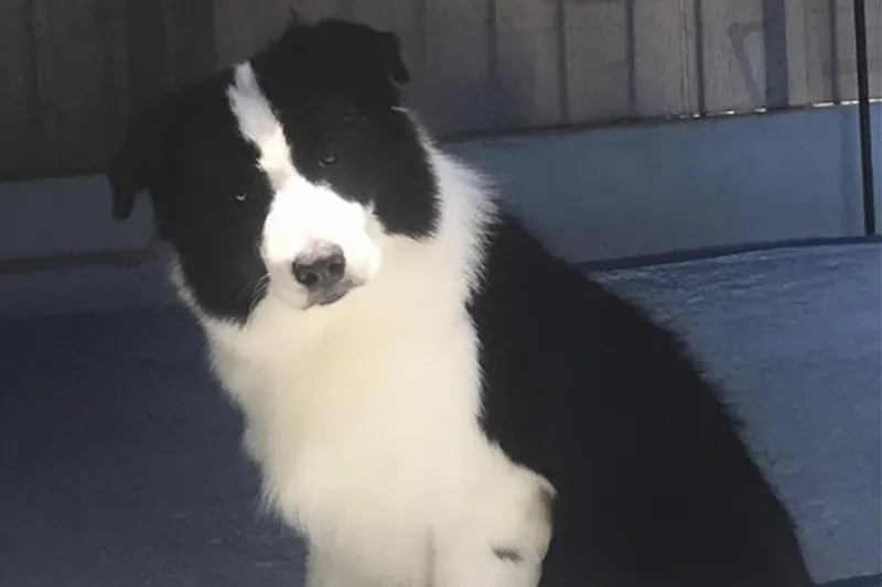 border-collie-peru-snoopy