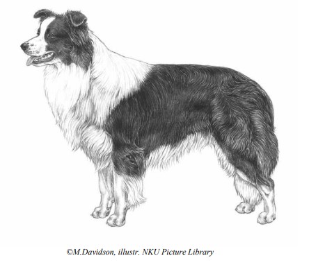 standard-raza-border-collie
